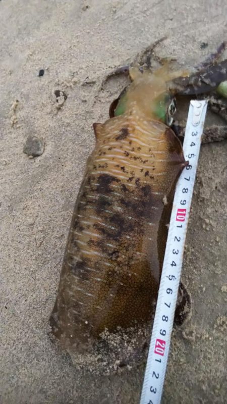 夕マズメエギング